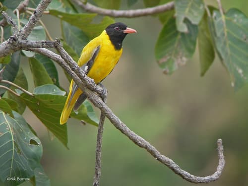 Ethiopian Black-headed Oriole