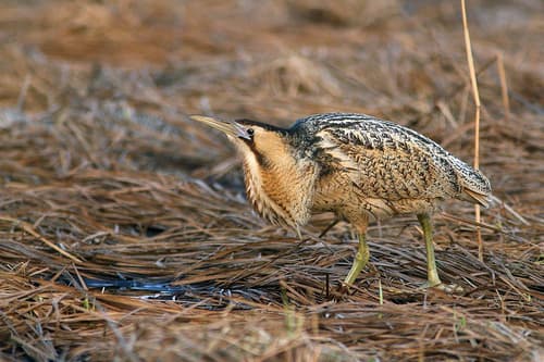 Eurasian Bittern