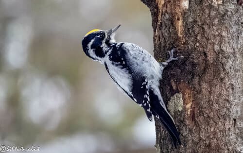 Eurasian Three-toed Woodpecker
