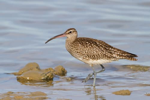 Eurasian Whimbrel