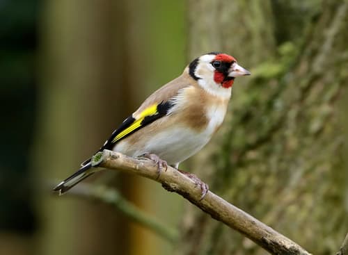 European Goldfinch