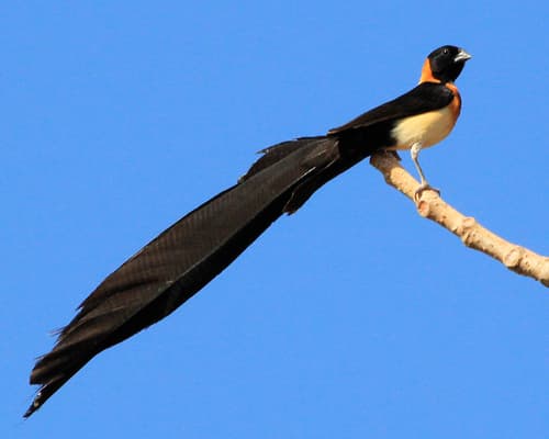 Exclamatory Paradise-Whydah