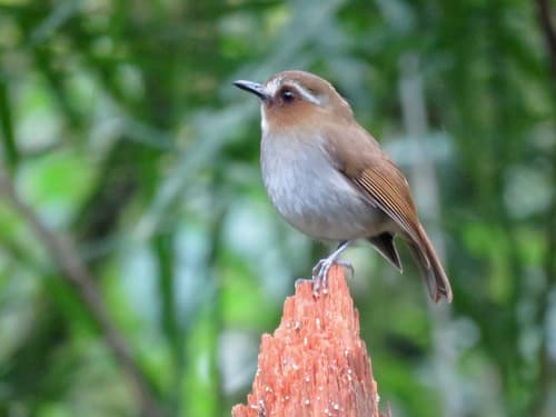 Eyebrowed Jungle-Flycatcher