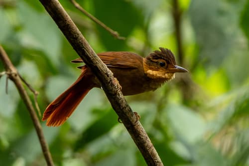 Fawn-throated Foliage-gleaner