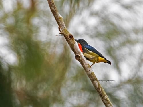 Fire-throated Flowerpecker