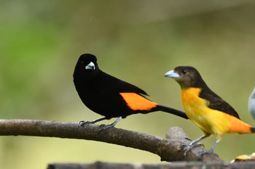 Flame-rumped Tanager