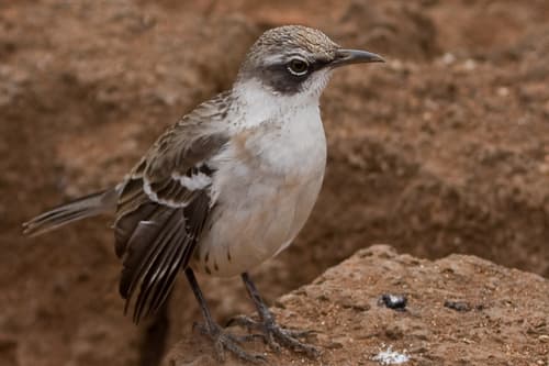Floreana Mockingbird