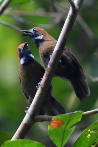 Fluffy-backed Tit-Babbler