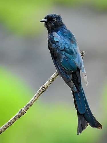 Fork-tailed Drongo-Cuckoo