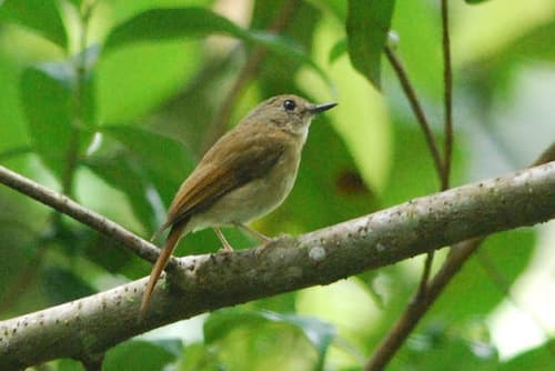 Fulvous-chested Jungle Flycatcher