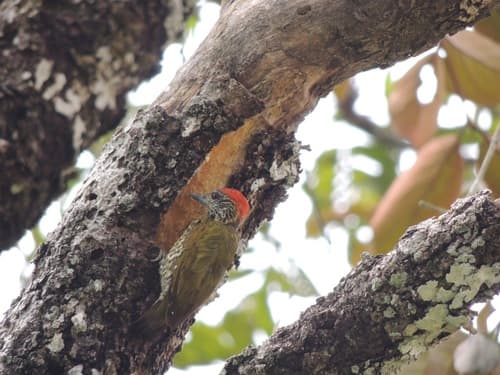 Gabon Woodpecker