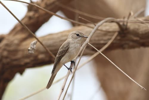 Gambaga Flycatcher