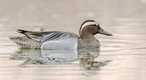 Garganey