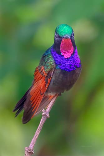 Garnet-throated Hummingbird