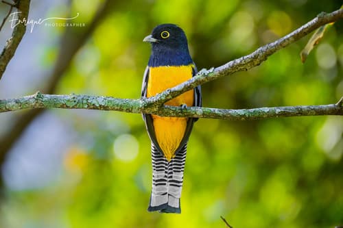 Gartered Violaceous Trogon