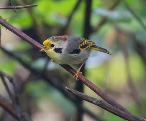 Gold-fronted Fulvetta