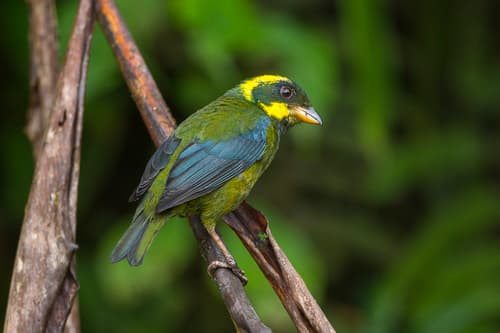 Gold-ringed Tanager
