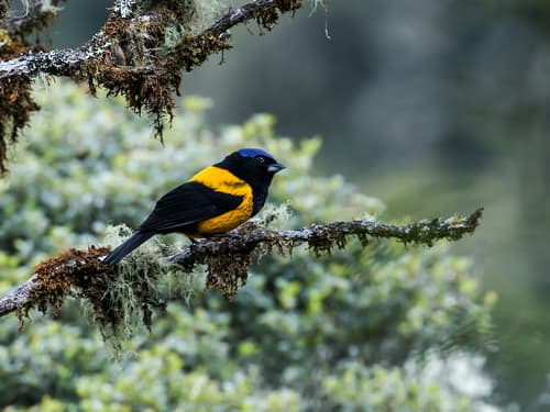 Golden-backed Mountain-Tanager