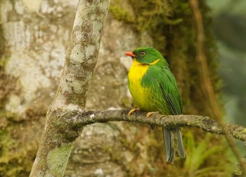 Golden-breasted Fruiteater