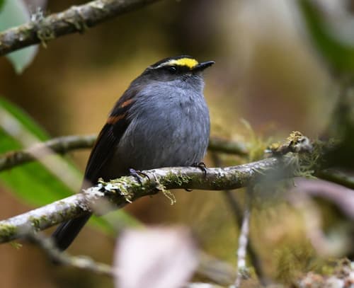 Golden-browed Chat-Tyrant
