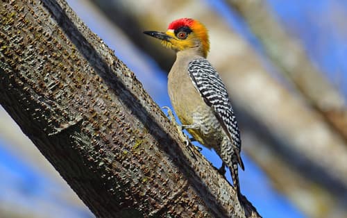 Golden-cheeked Woodpecker