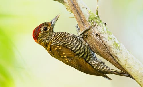 Golden-collared Woodpecker