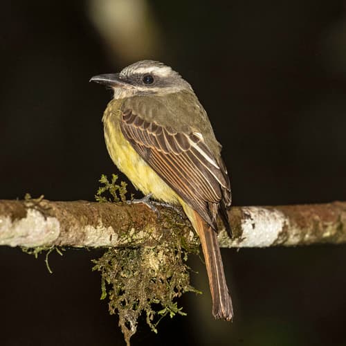Golden-crowned Flycatcher