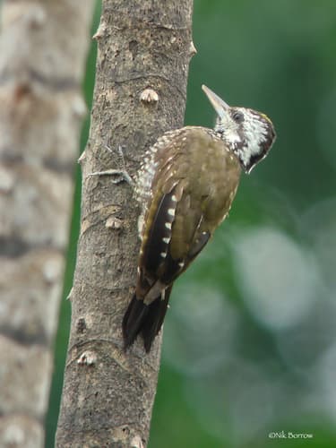 Golden-crowned Woodpecker