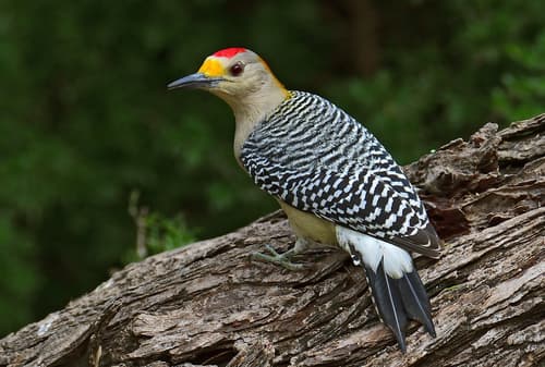 Golden-fronted Woodpecker