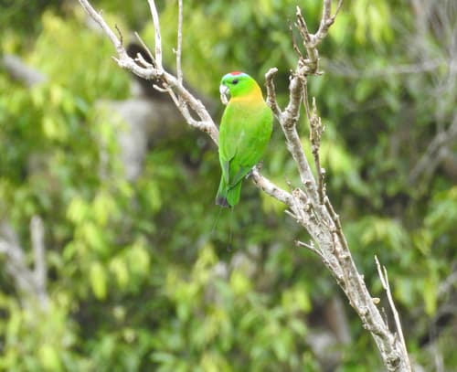 Golden-mantled Racquet-tail