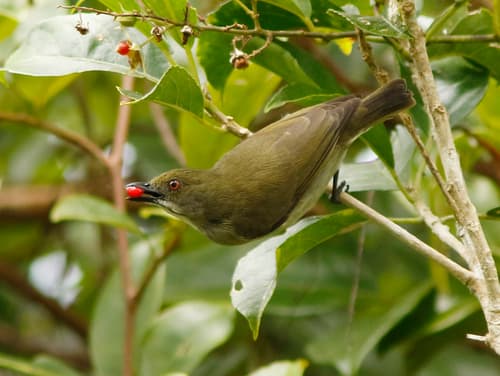 Golden-rumped Flowerpecker