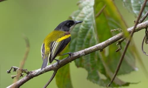 Golden-winged Tody-Flycatcher
