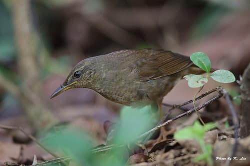 Gray's Grasshopper Warbler