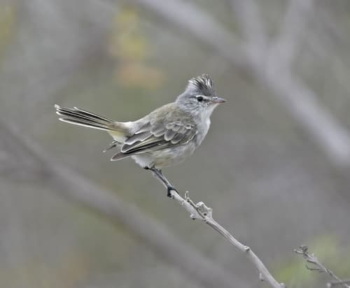 Gray-and-white Tyrannulet