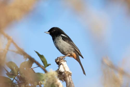 Gray-bellied Flowerpiercer