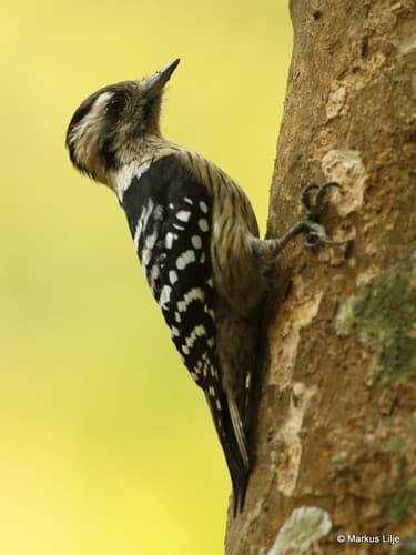 Gray-capped Pygmy Woodpecker