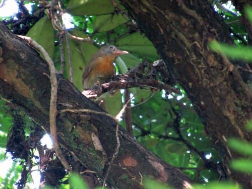 Gray-cheeked Tit-Babbler