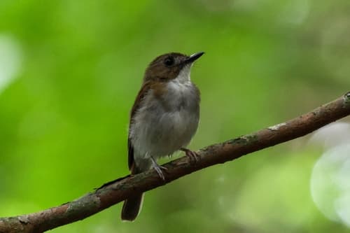 Gray-chested Jungle Flycatcher