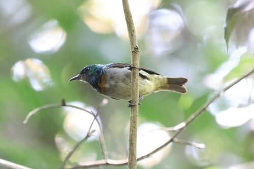 Gray-chinned Sunbird