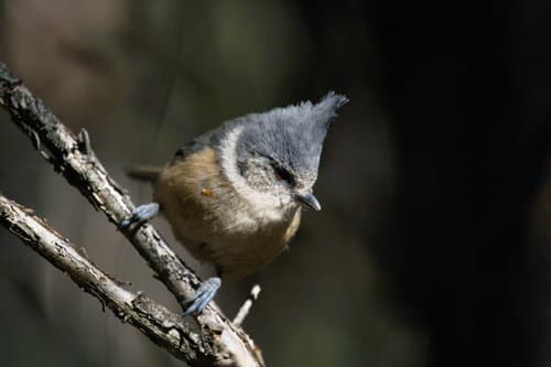 Gray-crested Tit