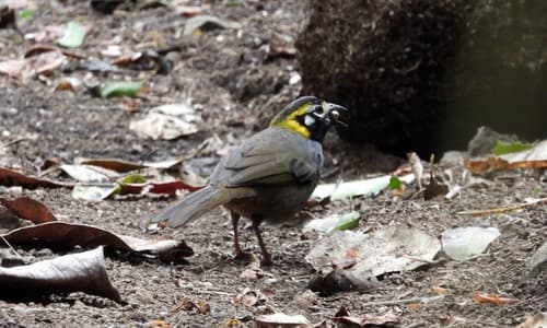 Gray-crowned Ground-Sparrow