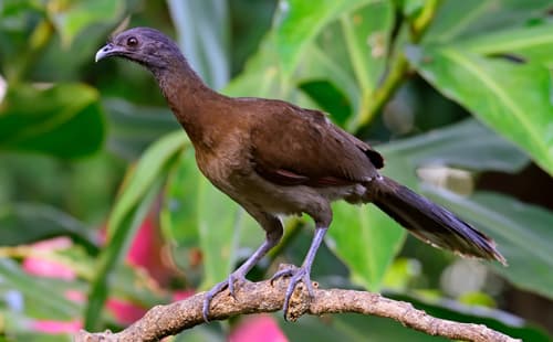 Gray-headed Chachalaca