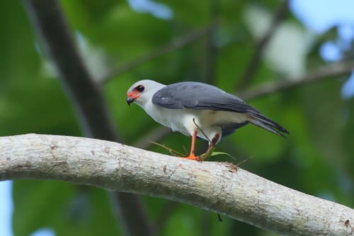Gray-headed Goshawk
