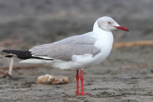 Gray-hooded Gull