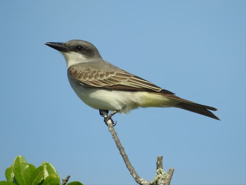 Gray Kingbird