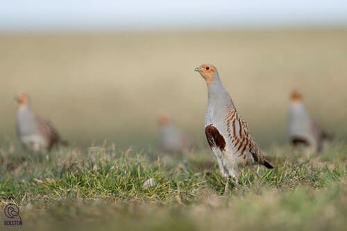 Gray Partridge