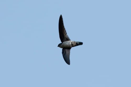 Gray-rumped Swiftlet