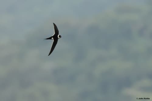Great Swallow-tailed Swift