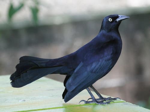 Greater Antillean Grackle