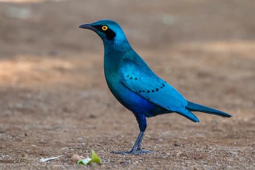 Greater Blue-eared Starling